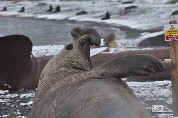 A boca aberta do elefante-marinho é mais efetiva do que a placa em Stromness, na Geórgia do Sul